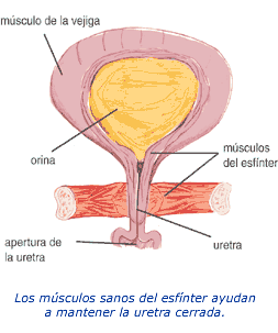 Vejiga urinaria Vejiga urinaria